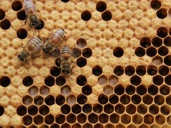 Entwicklung der Honigbienen