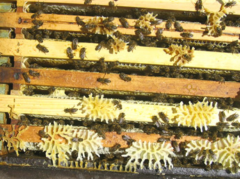 Das Innere eines Bienenstockes